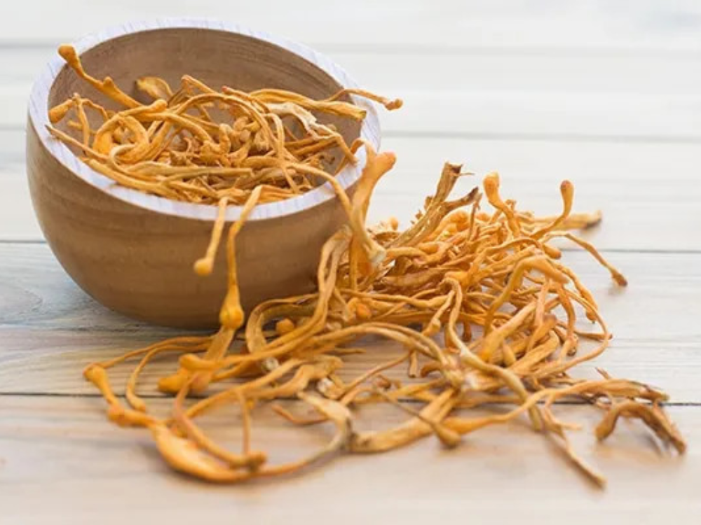 Quy trình nuôi trồng và thu hoạch đông trùng hạ thảo